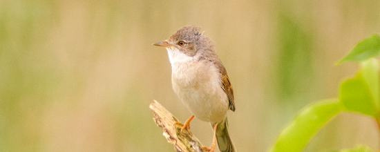 header_banner_image_mobile