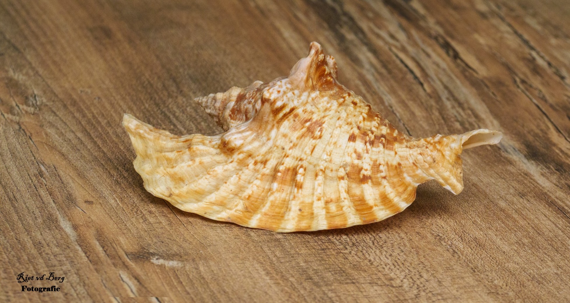 header_banner_image